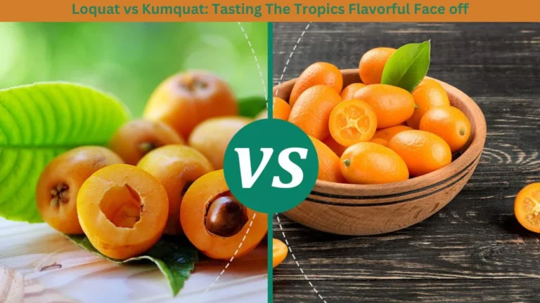 Loquat vs Kumquat