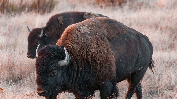 The Timeless Power of the American Bison: A Symbol of Resilience