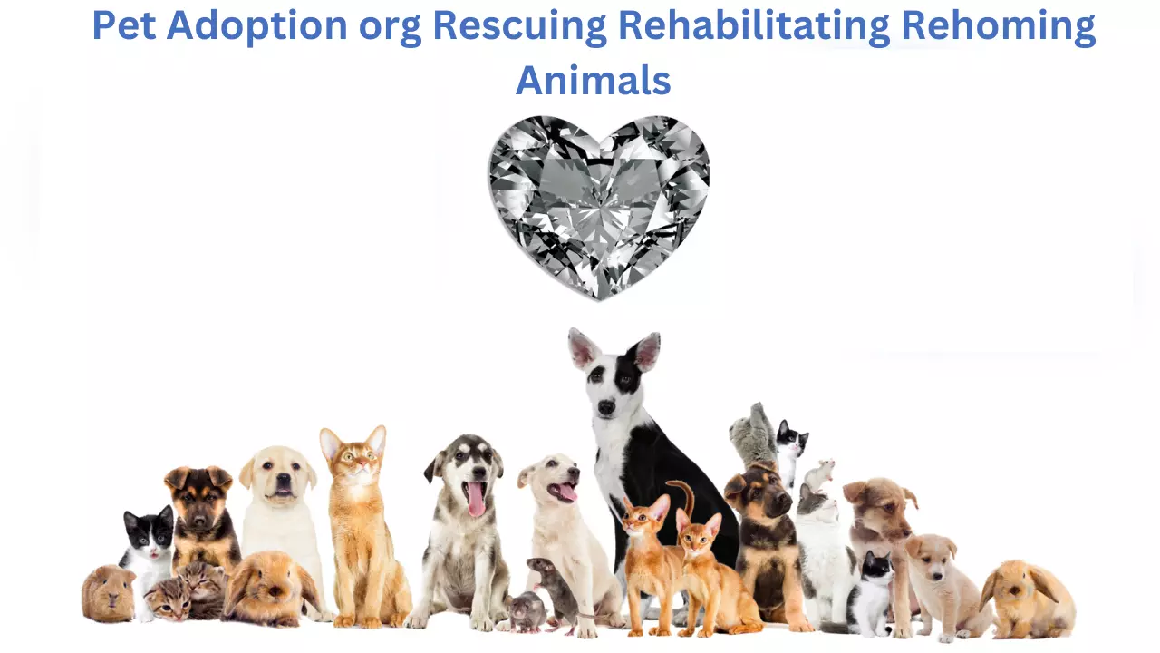 Pet Adoption org