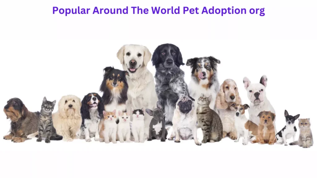 Popular Around The World Pet Adoption org